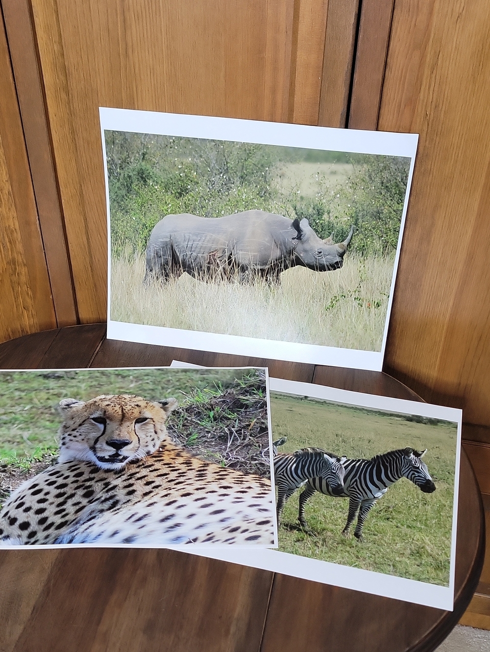 Wildlife Safari Photo Prints Bundle Of 3